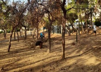 Δήμος Φιλοθέης - Ψυχικού: Απομάκρυνση ξερών πεύκων από το Άλσος Μπακογιάννη