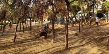 Δήμος Φιλοθέης - Ψυχικού: Απομάκρυνση ξερών πεύκων από το Άλσος Μπακογιάννη