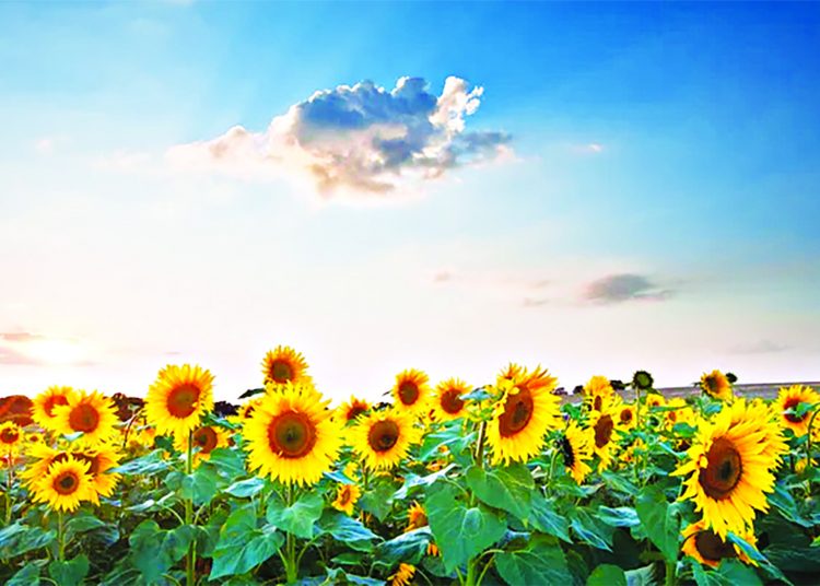 Τα ηλιοτρόπια του καλοκαιριού