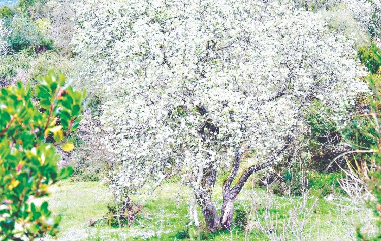 Ταξίδι στον χρόνο: Η ιστορία µιας εκατοχρονίτικης ολάνθιστης ονάδας (ποικιλία απιδιάς) «στου Κουβαλιά»…