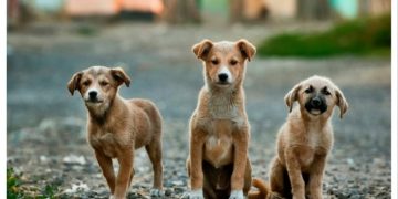 Γιορτή υιοθεσίας αδέσποτων στο πάρκο «Μίκης Θεοδωράκης»