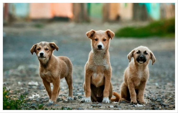 Γιορτή υιοθεσίας αδέσποτων στο πάρκο «Μίκης Θεοδωράκης»