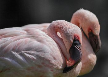 Τα φλαμίνγκο της αγάπης!