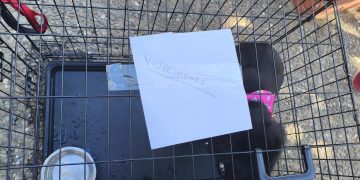 Ο Δήμος Πεντέλης τίμησε την Παγκόσμια Ημέρα Ζώων με μια γιορτή «αγάπης και υιοθεσίας»