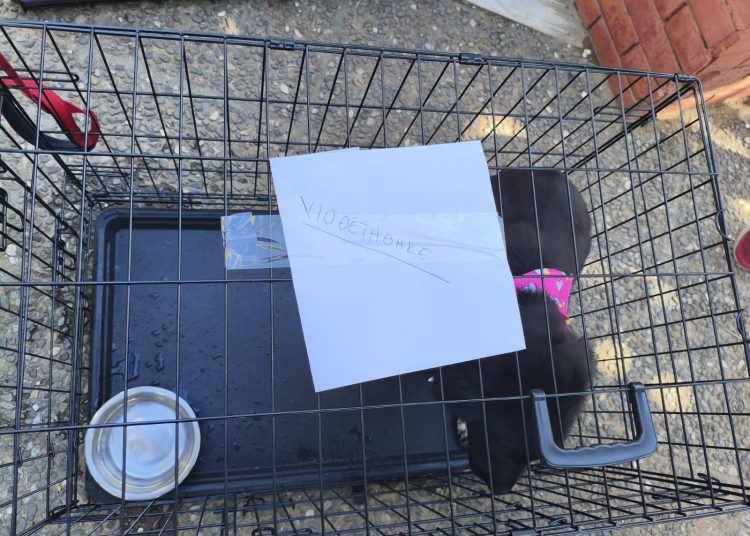 Ο Δήμος Πεντέλης τίμησε την Παγκόσμια Ημέρα Ζώων με μια γιορτή «αγάπης και υιοθεσίας»