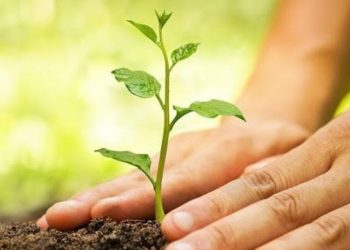 Δενδροφύτευση στο ρέμα Μαγγίνα την Κυριακή 2 Νοεμβρίου