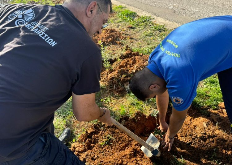 Συνολικά 125 νέες βελανιδιές φυτεύτηκαν στην οδό Αγίου Σεβαστιανού στα Άνω Βριλήσσια