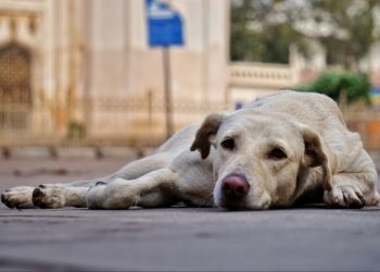To Φιλοζωϊκό Παζάρι της Ζω.Φι.Ψυ. στην Α’ Πλατεία Ψυχικού