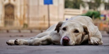 To Φιλοζωϊκό Παζάρι της Ζω.Φι.Ψυ. στην Α’ Πλατεία Ψυχικού