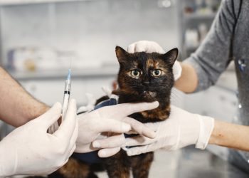 Όσκαρ για τη διαχείριση των αδέσποτων ζώων στο Δήμο Μεταμόρφωσης