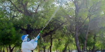 Ψεκασμοί κατά της κάμπιας με ειδικά αεροβόλα στο Δήμο