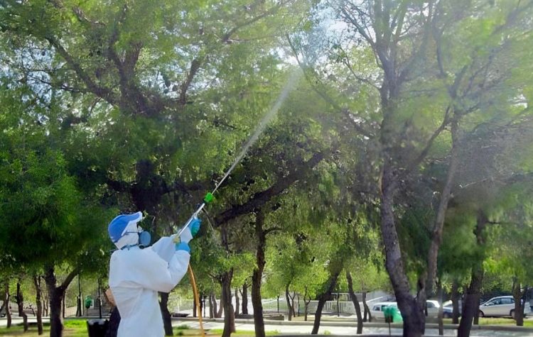 Ψεκασμοί κατά της κάμπιας με ειδικά αεροβόλα στο Δήμο