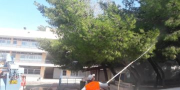 Εποχικοί ψεκασμοί για τον περιορισμό της κάμπιας των πεύκων