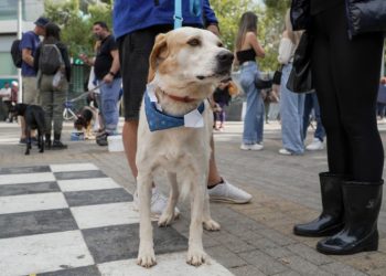 «Τετράποδη» γιορτή υιοθεσίας στην κεντρική πλατεία