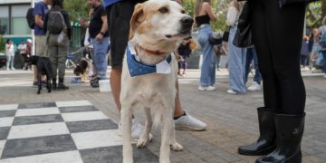 «Τετράποδη» γιορτή υιοθεσίας στην κεντρική πλατεία