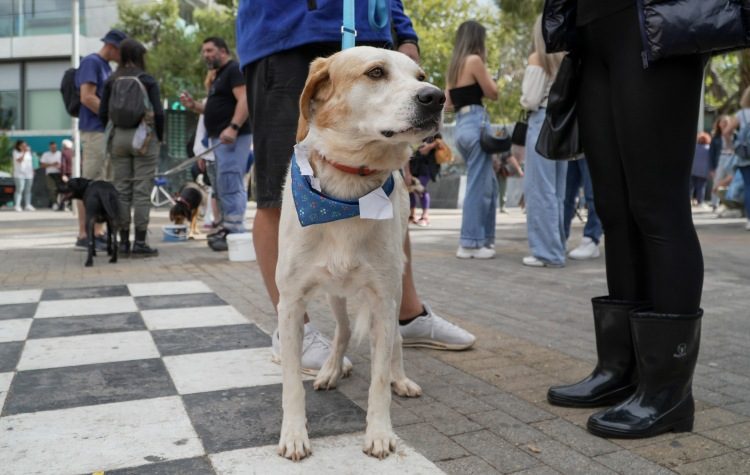 «Τετράποδη» γιορτή υιοθεσίας στην κεντρική πλατεία