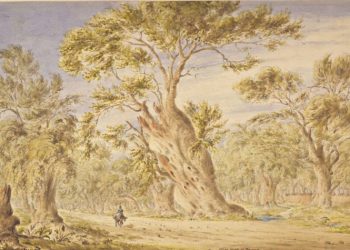 Οι αρχαιότερες ελιές της Αττικής βρίσκονταν άλλοτε στο Μαρούσι