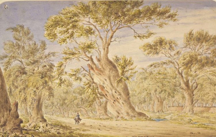 Οι αρχαιότερες ελιές της Αττικής βρίσκονταν άλλοτε στο Μαρούσι