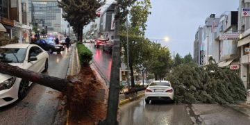 Προβλήματα από πτώση δέντρου στη Λεωφόρου Ηρακλείου