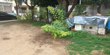 Απίστευτη θηριωδία: Περισσότερα από 30 γατιά δηλητηριάστηκαν με ποντικοφάρμακο