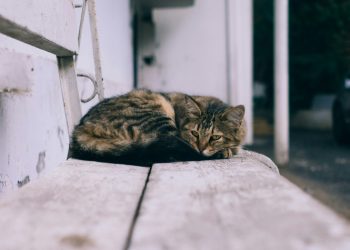 Μικροί πολίτες, «μεγάλοι» σύμμαχοι των ζώων