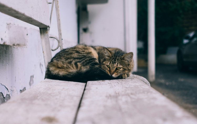 Μικροί πολίτες, «μεγάλοι» σύμμαχοι των ζώων