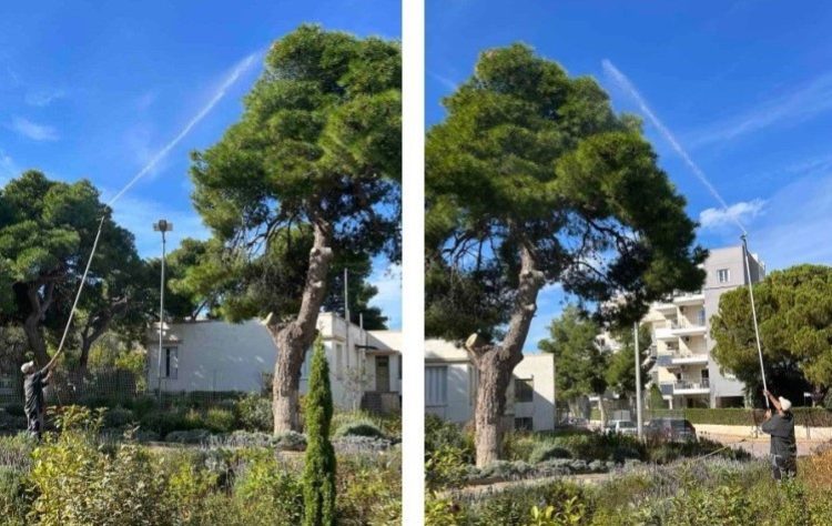 Σε εξέλιξη ψεκασμοί των πεύκων σε Λυκόβρυση και Πεύκη