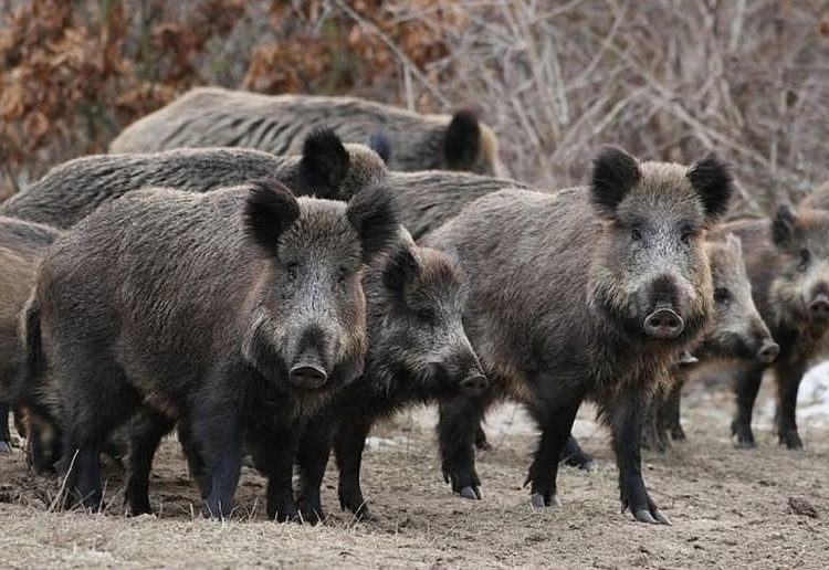 Τα μέτρα προστασίας του Δήμου Πεντέλης λόγω του υπερπληθυσμού αγριόχοιρων