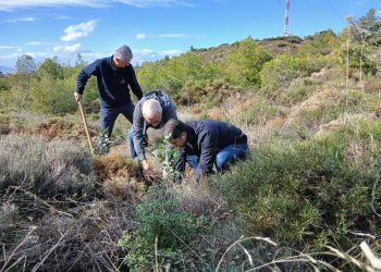 ΣΠΑΠ: Νέα εθελοντική δενδροφύτευση στο Πεντελικό την Κυριακή 21 Δεκεμβρίου