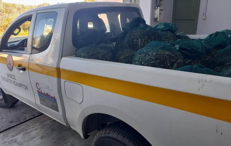 Ο Δήμος μαζεύει ελιές για καλό σκοπό