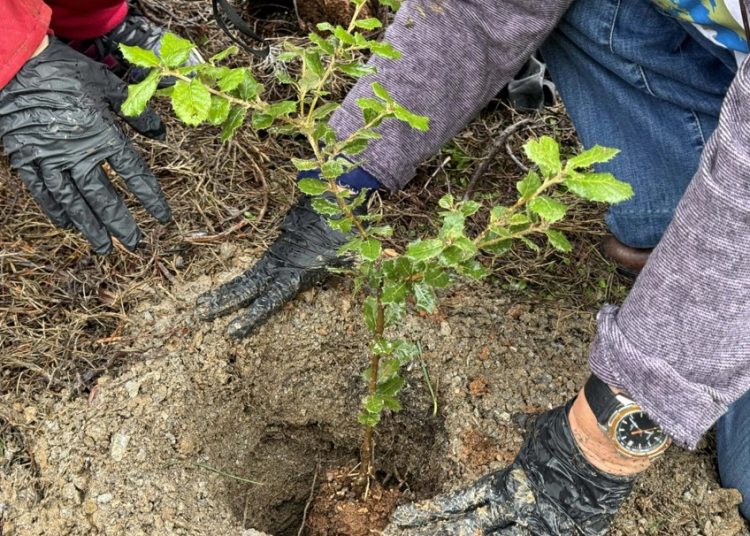 Συνολικά 120 νέες βελανιδιές φυτεύτηκαν στην Παύλου Μελά στα Άνω Βριλήσσια