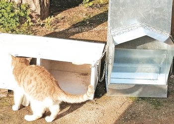 Μαρλέν Σβέρκου στην «Α»: «Να γίνουμε η φωνή των αδέσποτων»