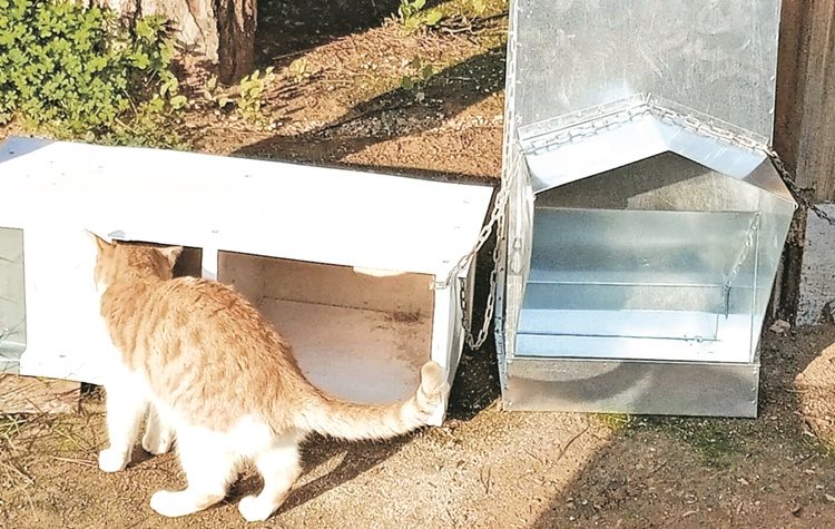 Μαρλέν Σβέρκου στην «Α»: «Να γίνουμε η φωνή των αδέσποτων»