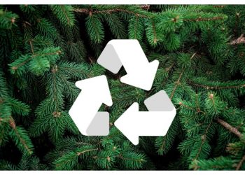 Συλλογή και κομποστοποίηση Χριστουγεννιάτικων δένδρων από τον Δήμο Πεντέλης