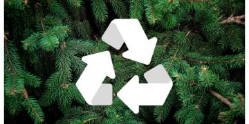 Συλλογή και κομποστοποίηση Χριστουγεννιάτικων δένδρων από τον Δήμο Πεντέλης