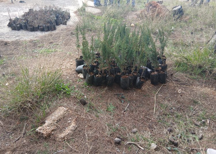 Με 1000 νέα δέντρα συνεχίστηκε η επιχείρηση «πρασινίστε το Πεντελικό»!