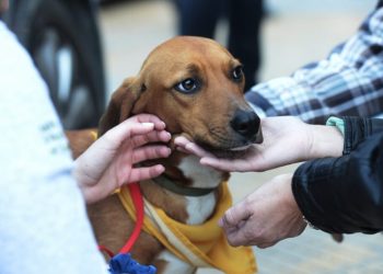 Μεγάλη Γιορτή Υιοθεσίας Αδέσποτων Ζώων  το Σάββατο 13/12 στην Κηφισιά