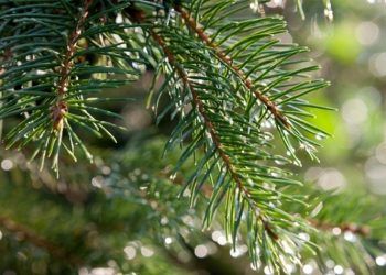 Ενημέρωση της Υπηρεσίας Καθαριότητας για την αποκομιδή των φυσικών Χριστουγεννιάτικων Δέντρων