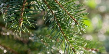 Ενημέρωση της Υπηρεσίας Καθαριότητας για την αποκομιδή των φυσικών Χριστουγεννιάτικων Δέντρων