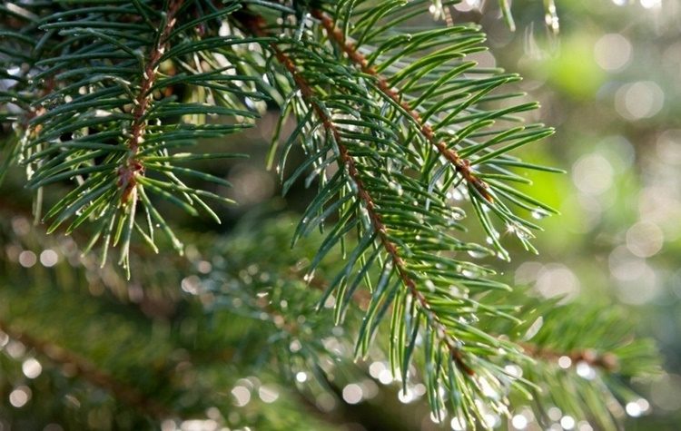 Ενημέρωση της Υπηρεσίας Καθαριότητας για την αποκομιδή των φυσικών Χριστουγεννιάτικων Δέντρων