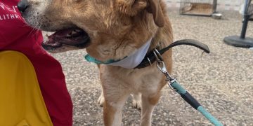 Χριστούγεννα με κουνιστές ουρές στον Δήμο Μεταμόρφωσης