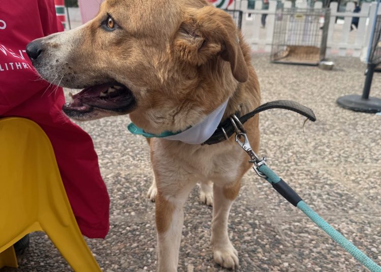 Χριστούγεννα με κουνιστές ουρές στον Δήμο Μεταμόρφωσης