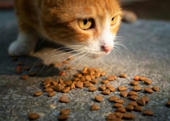 Δήμος Μεταμόρφωσης: Διανομή τροφών για την φροντίδα των αδέσποτων ζώων