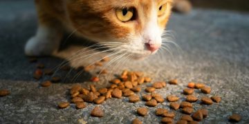 Δήμος Μεταμόρφωσης: Διανομή τροφών για την φροντίδα των αδέσποτων ζώων