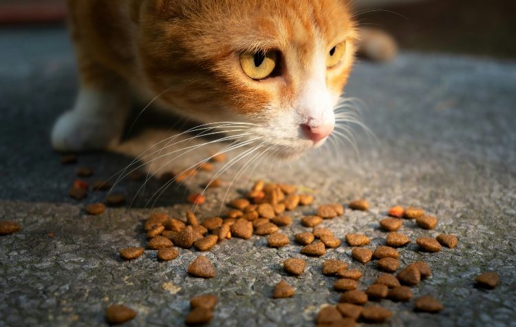 Δήμος Μεταμόρφωσης: Διανομή τροφών για την φροντίδα των αδέσποτων ζώων