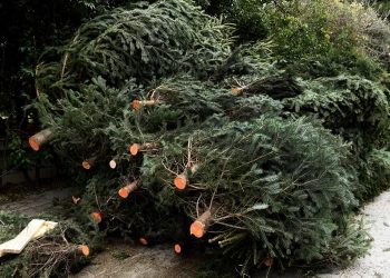 Ο Δήμος Νέας Ιωνίας ανακυκλώνει τα φυσικά Χριστουγεννιάτικα δένδρα