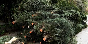 Ο Δήμος Νέας Ιωνίας ανακυκλώνει τα φυσικά Χριστουγεννιάτικα δένδρα