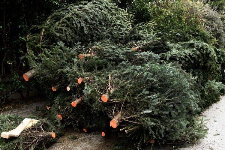 Ο Δήμος Νέας Ιωνίας ανακυκλώνει τα φυσικά Χριστουγεννιάτικα δένδρα