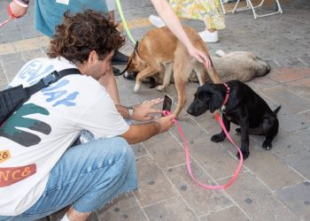 Με επιτυχία, σύμφωνα με τους διοργανωτές της, πραγματοποιήθηκε την Κυριακή 15 Φεβρουαρίου στο δημαρχείο Αμαρουσίου η δημόσια διαβούλευση που διοργάνωσε ο Δήμος για το νέο Επιχειρησιακό Πρόγραμμα Διαχείρισης Αδέσποτων Ζώων Συντροφιάς & Πρόληψης Δημιουργίας Νέων Αδέσποτων (2025–2026)