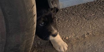 Αδέσποτος σκύλος